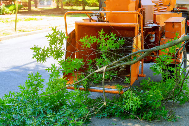 Best Lawn Watering Services  in Cloverleaf, TX