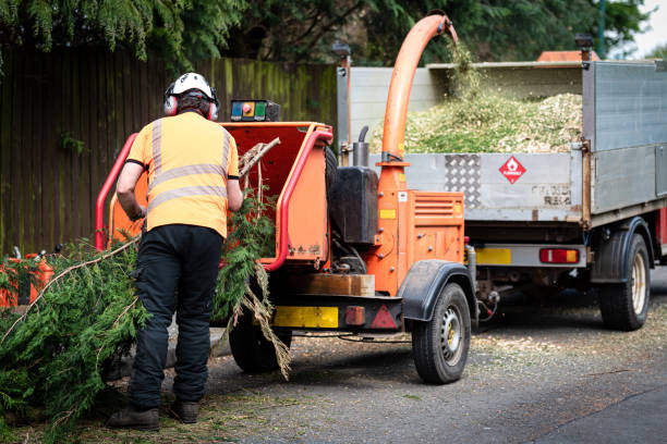 Best Tree Cabling and Bracing  in Cloverleaf, TX