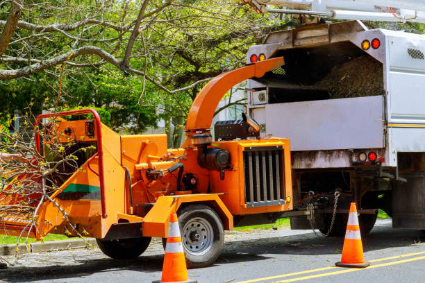 Best Emergency Tree Removal  in Cloverleaf, TX