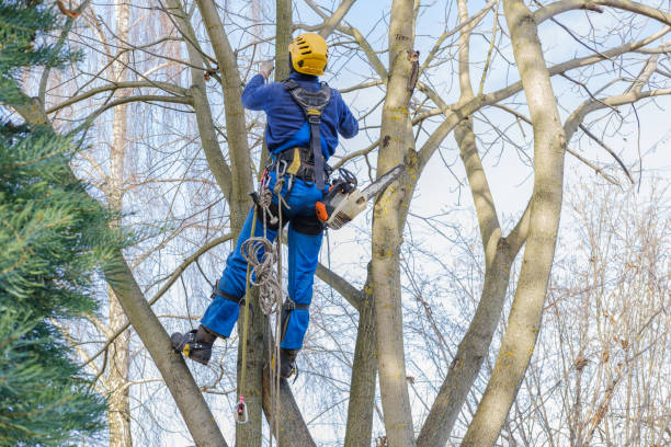 Tree and Shrub Care in Cloverleaf, TX