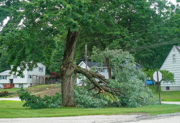 Best Stump Grinding and Removal  in Cloverleaf, TX