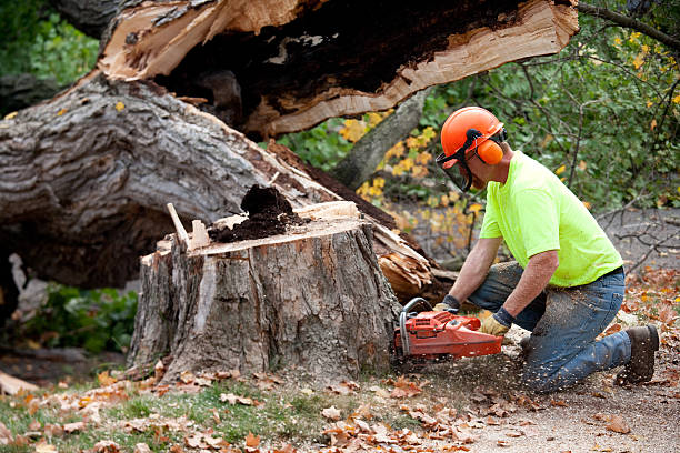 Best Root Management and Removal  in Cloverleaf, TX