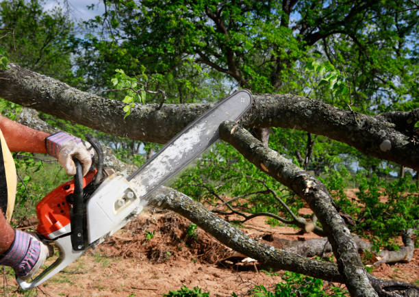 Best Tree Disease Treatment  in Cloverleaf, TX